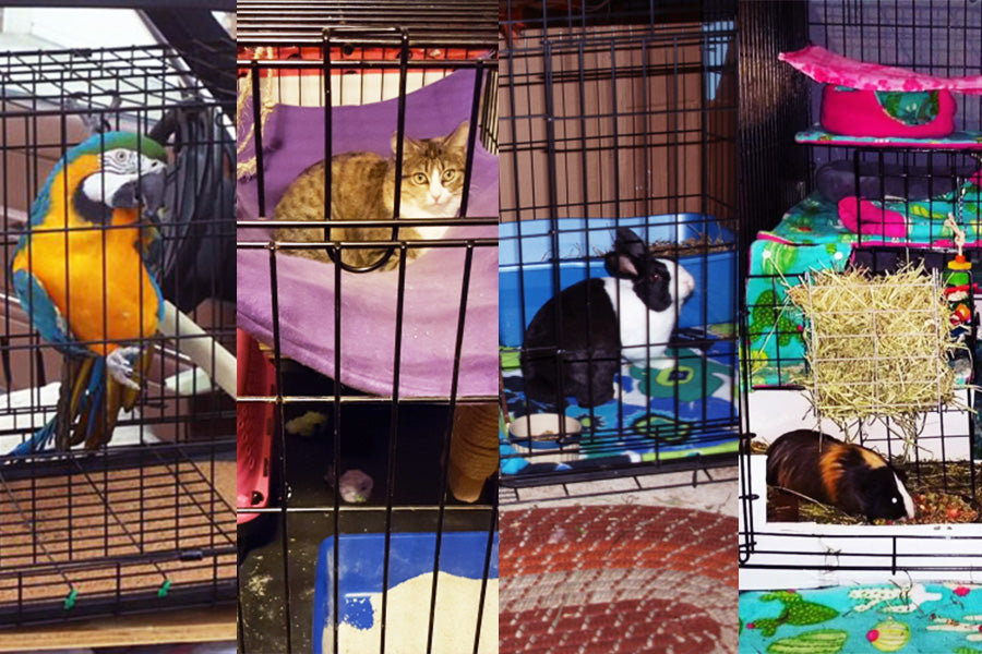 Dog crate guinea clearance pig cage