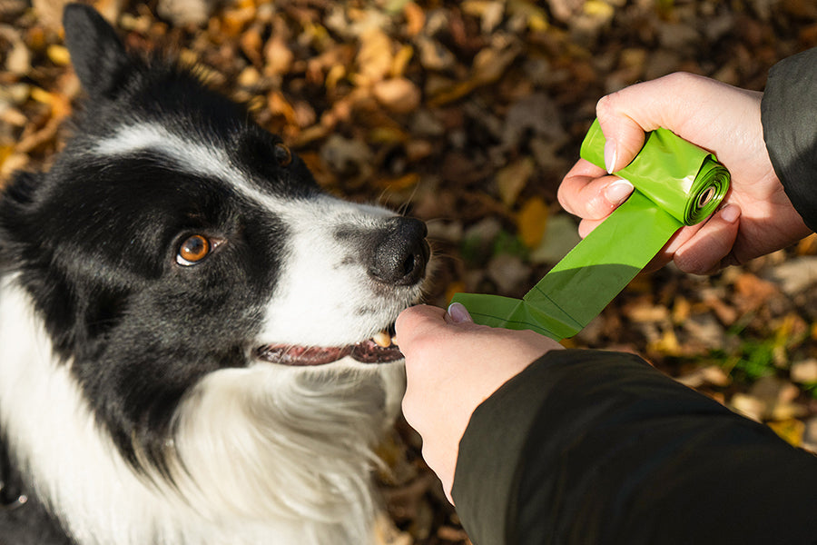 Responsible Poop Disposal - It's More Than Just Courtesy!