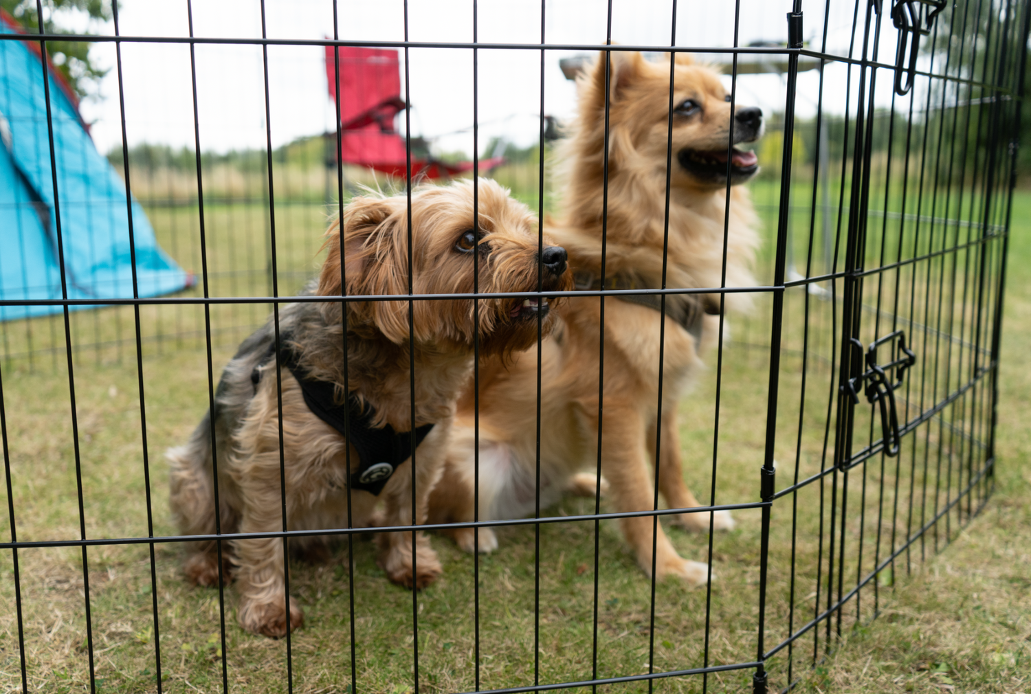 Squirrel dog training clearance pen