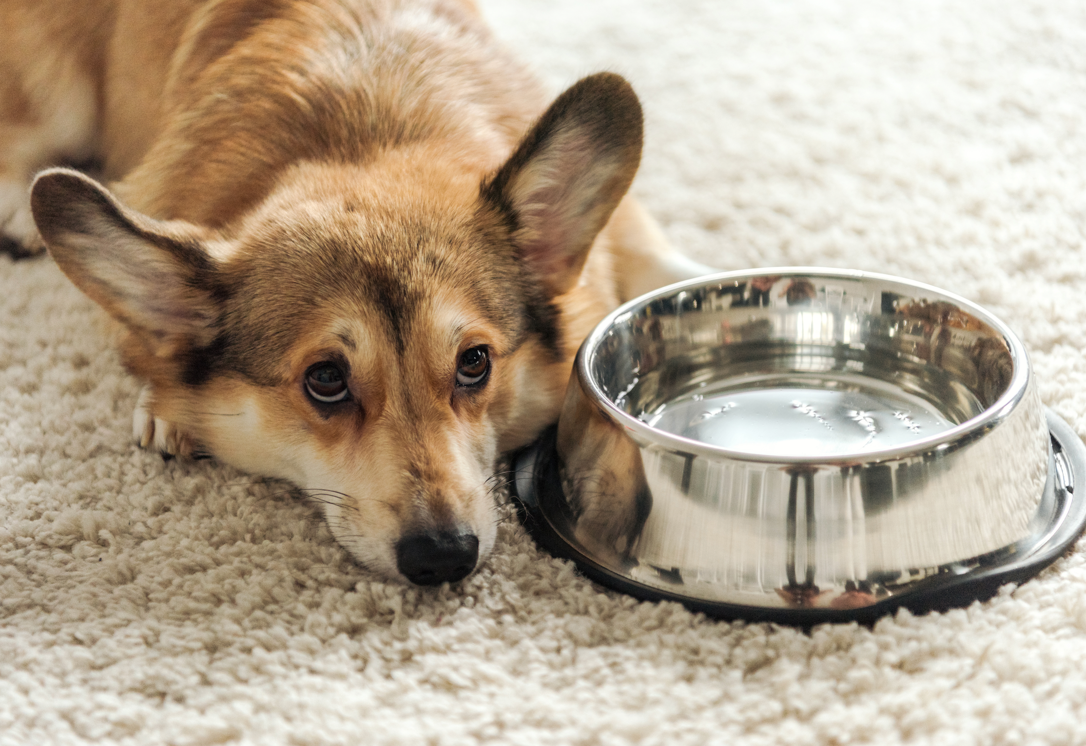 Protecting Your Pet: The Hidden Dangers of Hard Tap Water