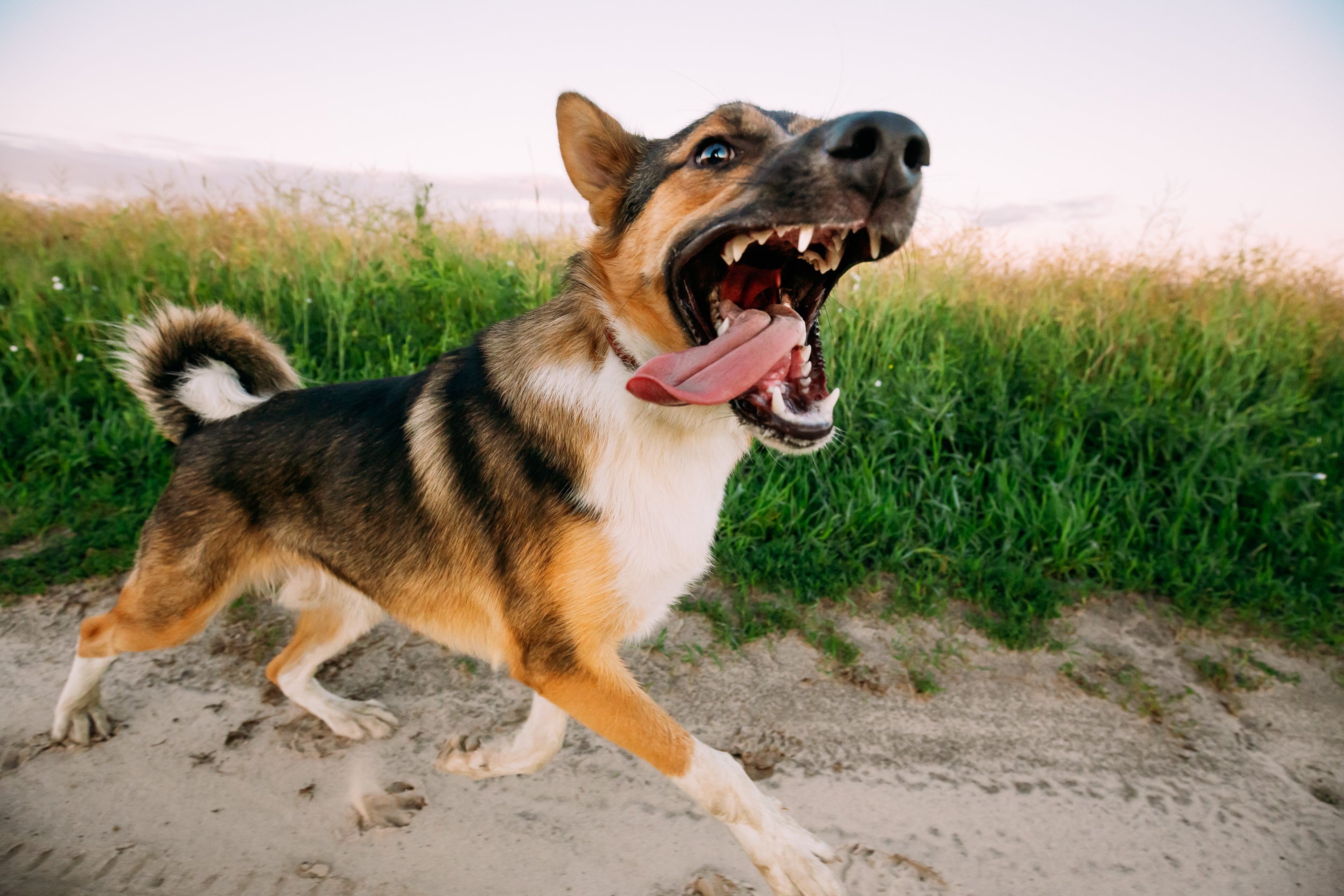 How to read dog body language