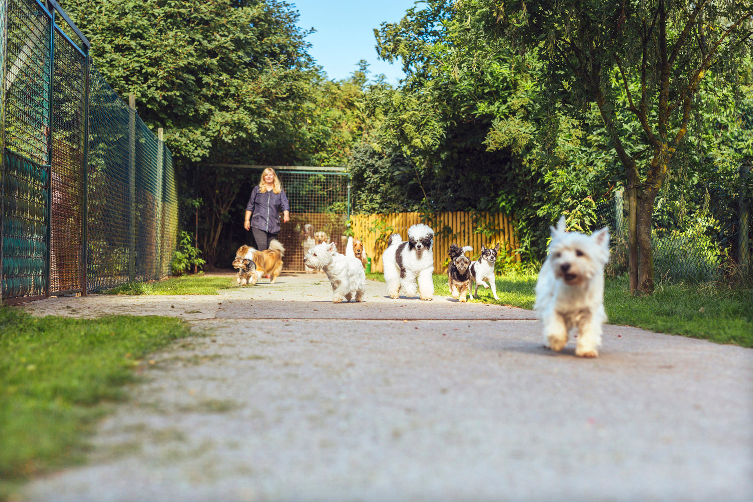 To daycare or not to daycare? Debating the pros and cons of doggie care centers