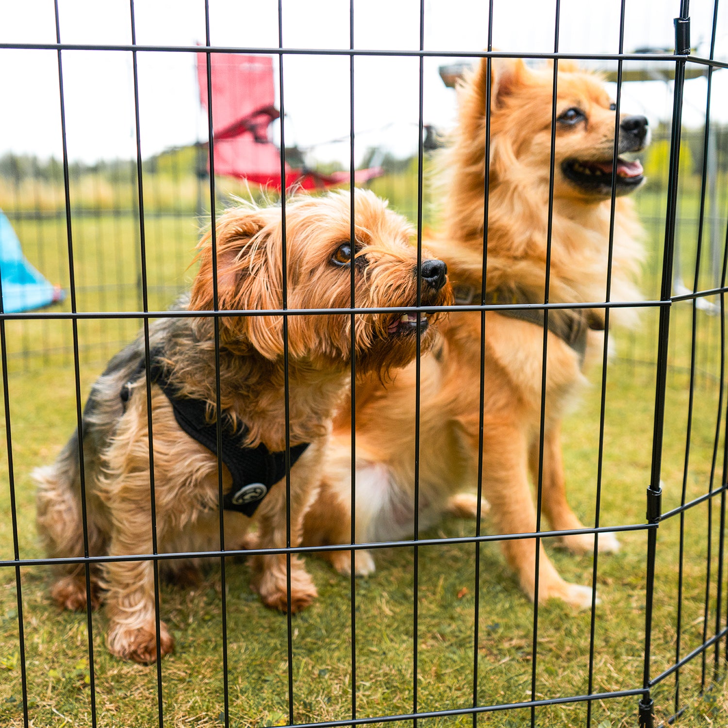 8 Panel Dog Playpen with Door Foldable Outdoor Ready DogCrates